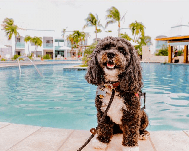 Aruba’s pet-friendly hotels | Aruba.com