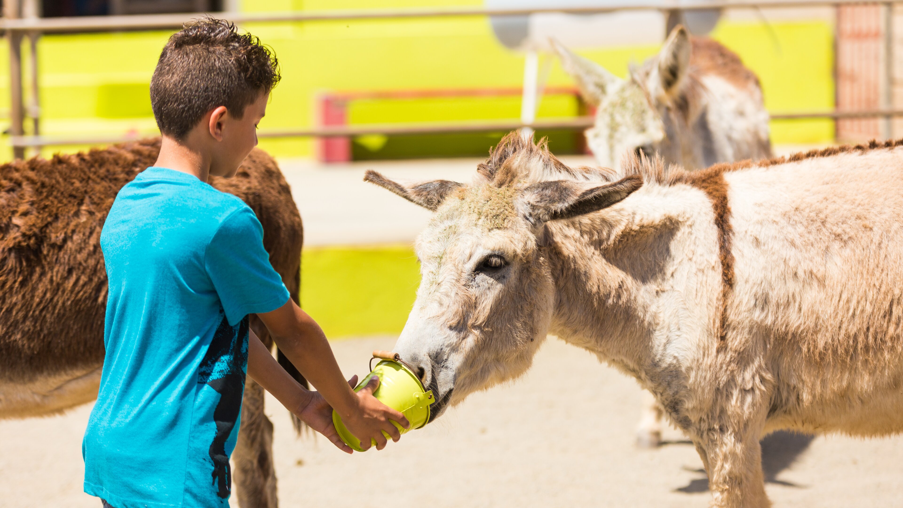 The list of 14 Things to do in aurba 10 Best things to do in Aruba: A 2022 guide