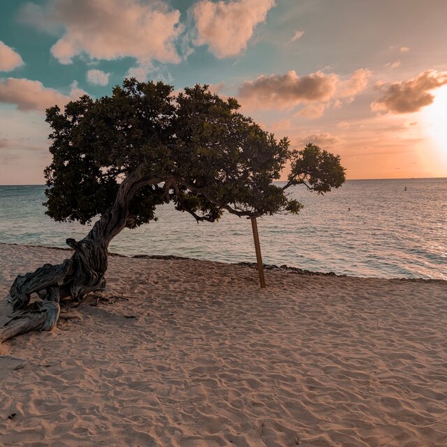 Aruba 4