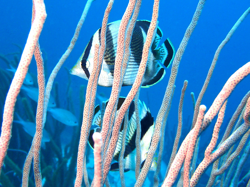 Aruba Steps Up Action To Protect Reefs