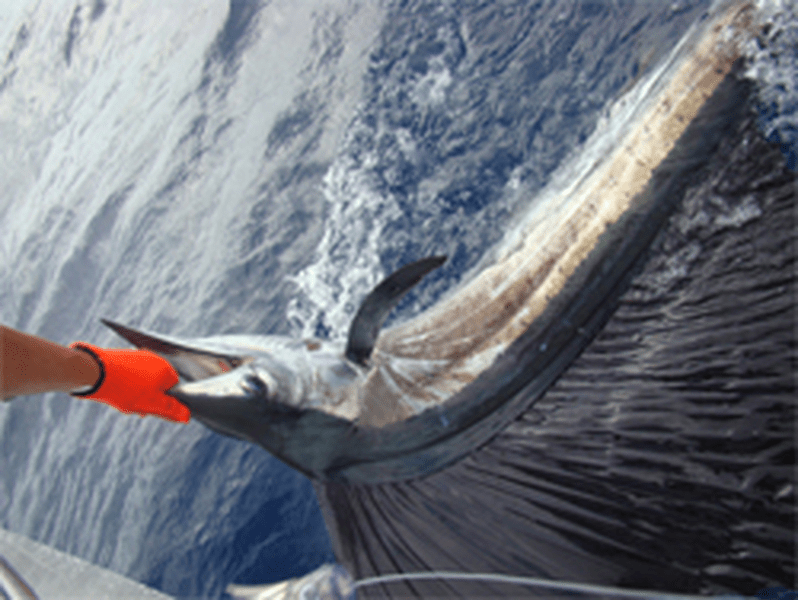 Deep Sea Fishing Charter Boat in Aruba Teaser Charters